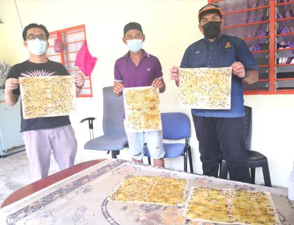 Masrol (tengah) bersama Ahmad Zhafri (kiri) dan Mohamad Zambri (kanan) menunjukkan lalat yang terperangkap di atas kertas pelekat.