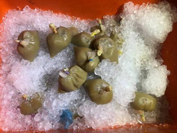 Air ketum yang dirampas daripada dua lelaki di kawasan Ladang Hong Seng, Jalan Mount Erskine pada malam Jumaat.