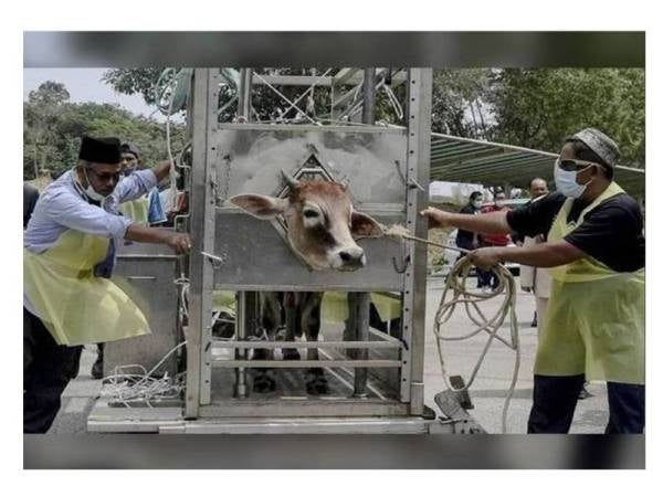 Walaupun negara menghadapi Covid-19, umat Islam masih boleh mengerjakan ibadah korban.