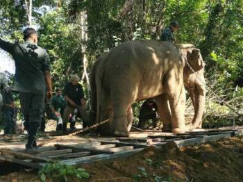 Abot Rambai Berjaya Pujuk Dua Gajah Liar
