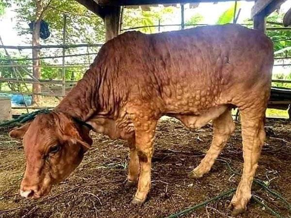 Bonjolan pada kulit lembu adalah antara gejala jangkitan LSD.