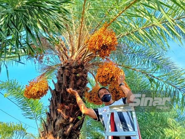 Pokok kurma yang diusahakan Mohd Zulkifli di Kampung Alor Hijau, Pasir Puteh berbuah seiring dengan perkembangan yang sedang berlaku di bumi Madinah ketika ini.