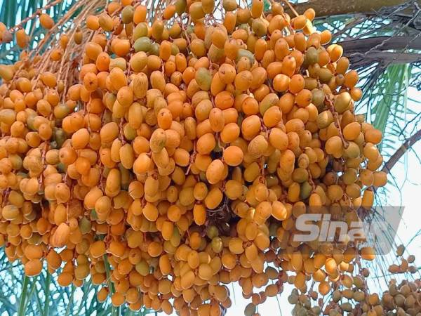 Isi buah kurma ajwa milik Mohd Zulkifli lebih nipis berbanding yang berada di pasaran tetapi rasa manisnya tetap sama.