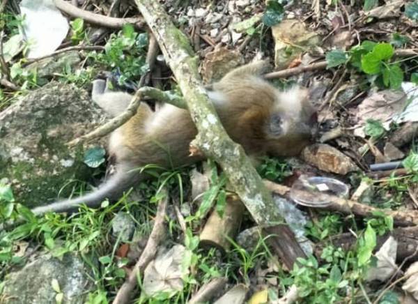 Monyet liar yang ditemui mati di Paya Terubong, Georgetown pada Sabtu dipercayai telah diracun.