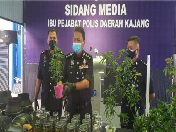 Mohd Zaid menunjukkan antara pokok ganja yang dirampas polis dalam serbuan di sebuah banglo di Semenyih, pada Jumaat lalu.