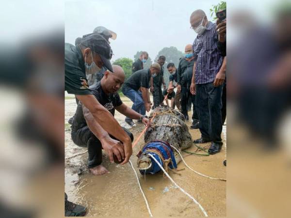 Buaya tembaga digelar Mamat berjaya ditangkap oleh anggota Perhilitan di kawasan lombong tinggal di Tepoh, Kuala Nerus pada Isnin. - Foto Ihsan Perhilitan Terengganu