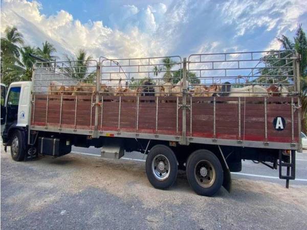 Sebanyak 20 ekor lembu jantan yang dipercayai mahu dijadikan sebagai 'stok' Hari Raya Aidiladha dirampas PGA Batalion 7 Kuantan selepas menahan sebuah lori di jalan Repek, Pasir Mas pada Isnin.