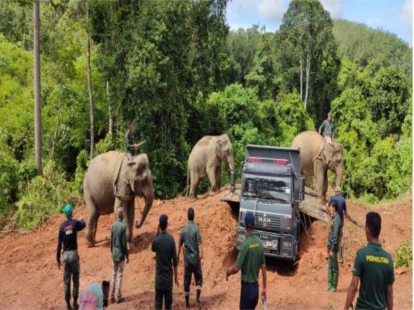 Kasturi dan Rambai digunakan untuk membantu memindahkan gajah jantan liar (tengah) ke atas lori dalam proses pemindahannya di Kampung Batu Pengasah, Durian Burung pada Selasa.