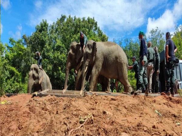 Anggota Perhilitan berusaha membawa gajah jantan liar (tiga kiri) sambil dibantu oleh Kasturi dan Rambai.