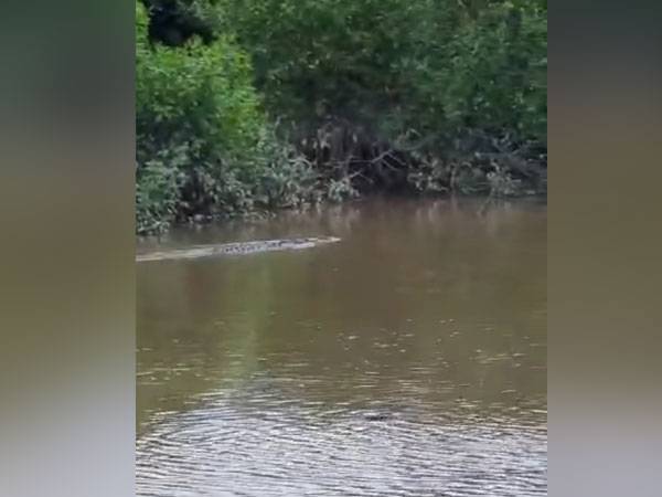 Rakaman video menunjukkan buaya terbabit timbul di permukaan Sungai Selangor di Kampung Kuantan di Kuala Selangor pada Selasa.