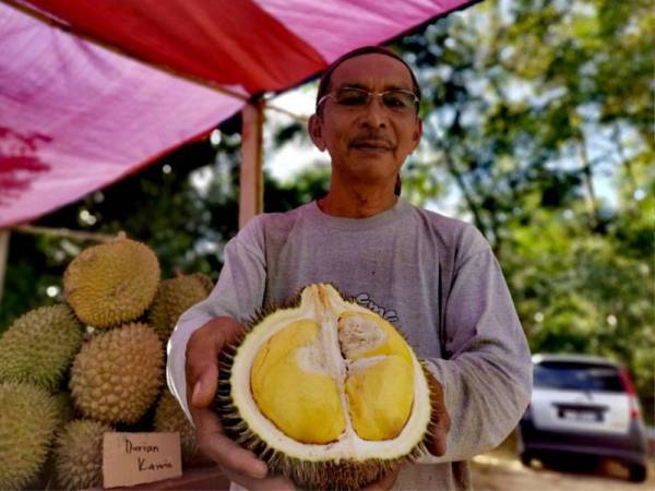 Zain menunjukkan isi buah durian sompo di gerainya di Kampung Rawa, Lenggeng.
