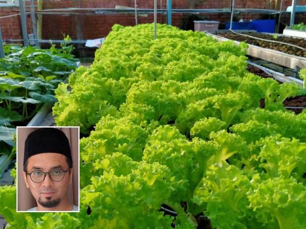 Salad yang ditanam di GM Peladang, Kuala Ibai. Gambar kecil: Zamir Ghazali