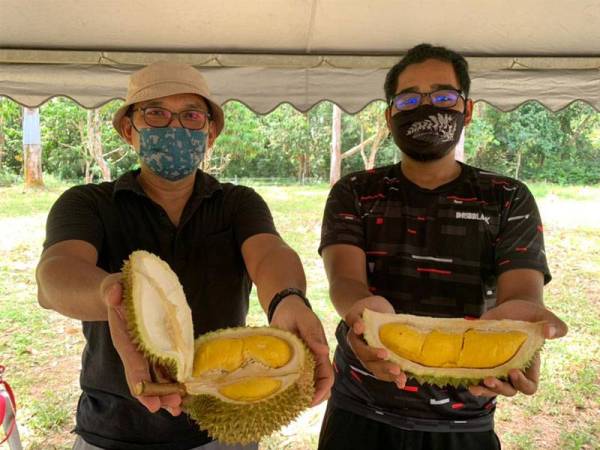 Shahruddin (kiri) dan Dzul menunjukkan durian musang king di kebunnya di Tanah Merah di sini.