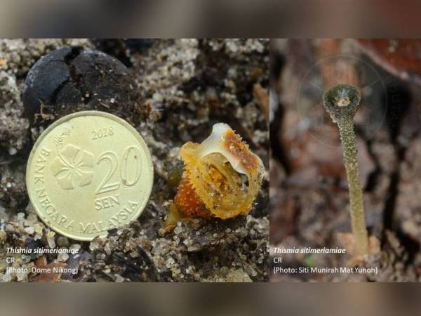 Saiz Thismia sitimeriamiae yang mendiami kawasan lantai hutan hampir sebesar syiling 20 sen.