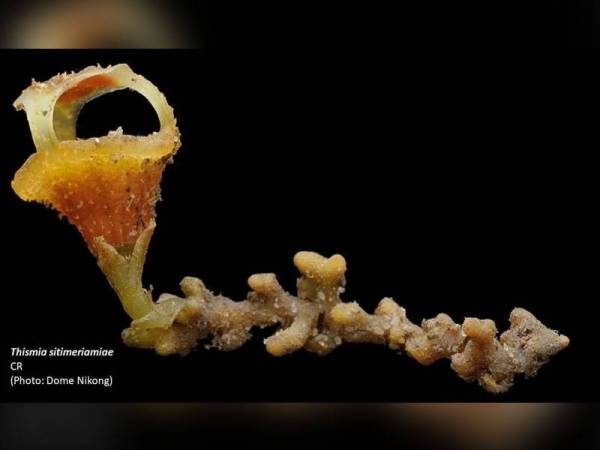 Penemuan spesies baharu Thismia atau Tanglung pari-pari dengan nama saintifik Thismia sitimeriamiae mendapat liputan meluas di seluruh dunia.