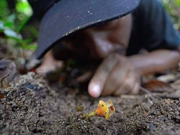 Suzairi Zakaria bersama spesies baharu Thismia, Thismia sitimeriamiae yang dinamakan sempena nama ibunya, Siti Meriam Abd Kadir.
