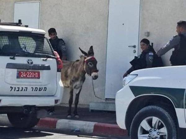 Gambar memaparkan kejadian 'penahanan' keldai itu turut menjadi tular di media sosial. - Foto: Agensi