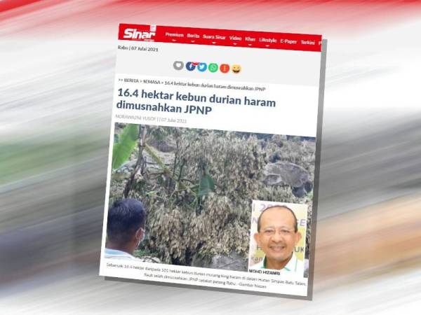 Sebanyak 16.4 hektar daripada 101 hektar kebun durian musang king haram di dalam Hutan Simpan Batu Talam, Raub telah dimusnahkan JPNP setakat petang Rabu.