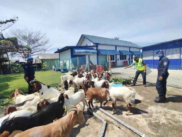 Sebanyak 38 ekor kambing yang dirampas di Kampung Jubakar, Tumpat pada Khamis.