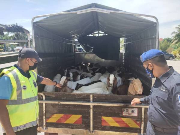 Kambing yang dirampas di dalam lori di Kampung Jubakar, Tumpat pada Khamis.
