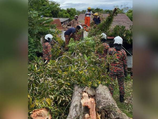Pasukan bomba sedang berusaha mengalihkan pokok durian yang tumbang dan menghempap rumah mangsa.
