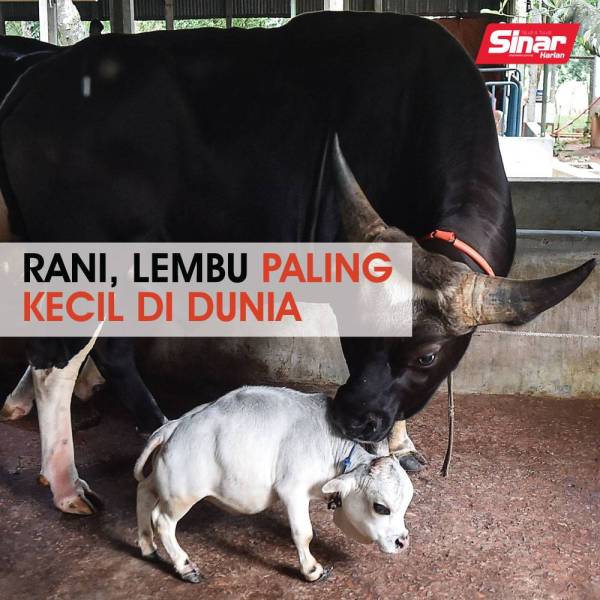 cover-lembu
