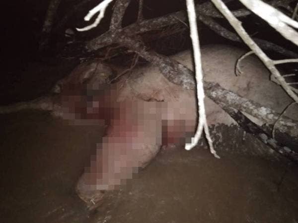 Seekor gajah betina ditemukan mati dalam Sungai Bahai di Kampung Orang Asli Sungai Peroh, Kluang pada Sabtu.