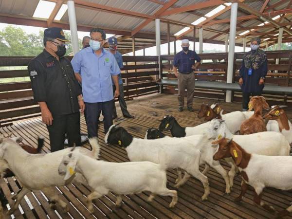 Ahmad melihat baka kambing kacukan Katjang-Boer ketika melawat Pusat Kecemerlangan Penyelidikan (COE) Haiwan Ternakan di MARDI Kluang.