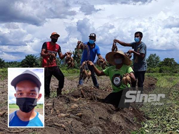 Peserta tanaman ubi vitato berkelompok di Kampung Banggol, Setiu menunjukkan ubi vitato yang sudah dituai dan bersedia untuk dipasarkan. (Gambar kecil: Muhammad Iqmal Haikal)