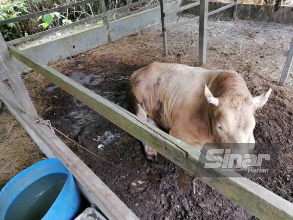 Lembu sado yang dipercayai menanduk Hakim dalam kejadian di sebuah ladang lembu di Pokok Sena pada Selasa.