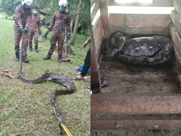 Anggota bomba berjaya menangkap ular sawa sepanjang hampir empat meter yang didapati kekenyangan selepas menelan seekor anak kambing di Kampung Suasa, Beaufort.