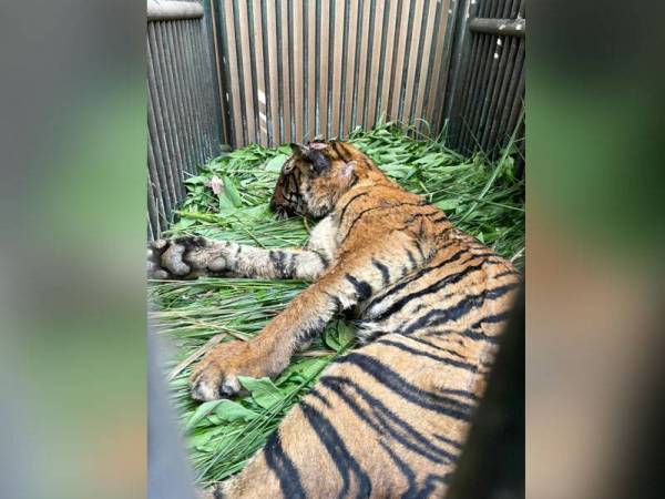 Harimau belang yang dipercayai menyerang seorang penduduk orang asli di Kampung Badak, Pos Bihai, Gua Musang pada awal Julai lalu.