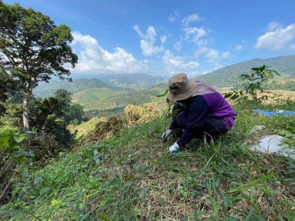 Kakitangan JPNP melakukan kerja-kerja penanaman pokok hutan di TSK Batu Talam, Raub..- Foto ihsan JPNP