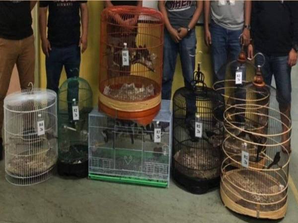 Antara burung liar yang dikesan disimpan di sebuah rumah di Bandar Bukit Mahkota.