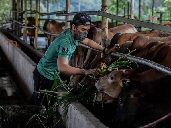PERSIAPAN LEMBU IBADAH KORBAN