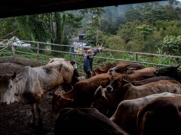 PERSIAPAN LEMBU IBADAH KORBAN