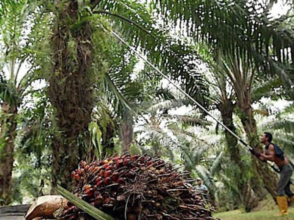 Langkah Felda lupuskan sebahagian hutang peneroka boleh menjadi titik tolak hubungan lebih baik antara Felda dan peneroka yang sekian lama berhadapan isu hilang kepercayaan. - Gambar hiasan