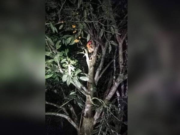 Wanita dipercayai mengalami gangguan mental berjaya dipujuk oleh anggota bomba dan diselamatkan. FOTO: Ihsan Bomba