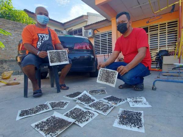 Mior Mazhar (kanan) bersama jirannya, Saiful Kamal menunjukkan pelekat dipenuhi lalat di rumahnya di Taman Chenderong Jaya, Batu Gajah.