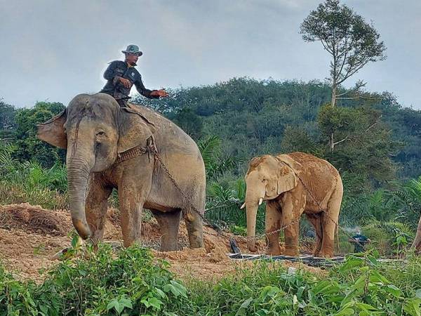 Perhilitan mengambil masa lebih dua jam memindahkan seekor gajah liar dianggarkan berusia 18 hingga 20 tahun seberat dua tan pada Jumaat.