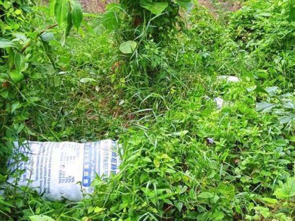 Guni-guni berisi daun ketum disorok bawah timbunan daun-daun bagi mengelak dikesan anggota keselamatan.