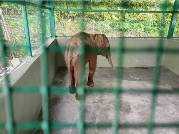 Anak gajah betina ditemui tersesat telah diberikan rawatan luka dan berada dalam keadaan baik.