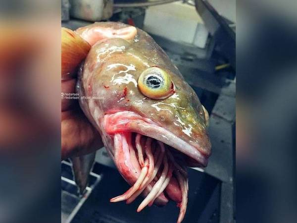 Seekor lagi ikan yang ditangkap oleh Ronan Fedortov, di Laut Barents utara Rusia. - Foto @rfedortsov-official_account_n
New