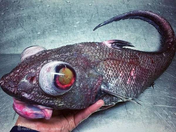 Ikan ganjil yang ditangkap oleh seorang nelayan Rusia di Laut Barents utara Rusia baru-baru ini. - Foto @rfedortsov-official_account_New