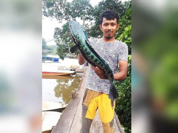 Mohd Shah Amri menunjukkan ikan toman dengan warna unik yang diperoleh di sungai Kampung Pulau Musang, di Kuala Terengganu, pada Jumaat.