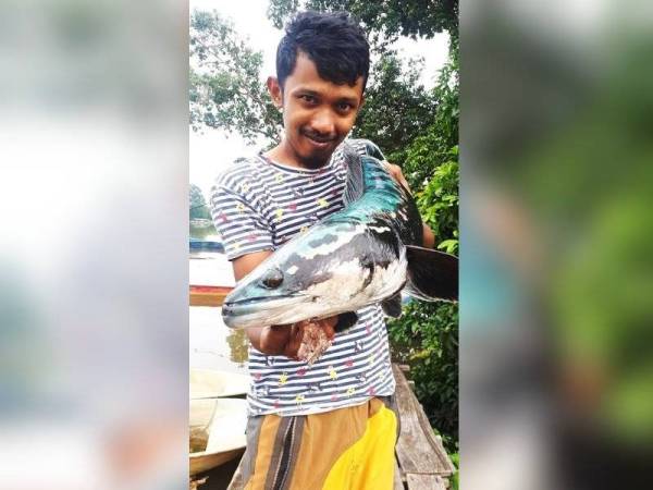 Ikan toman bunga yang mengena joran Mohd Shah Amri pada Jumaat lalu mempunyai warna menarik iaitu hijau kebiruan.
