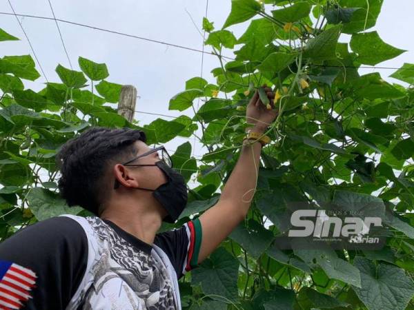 Berhujan panas di ladang bukan satu kekangan kepada Mohamad Zulfazli untuk meneruskan minatnya itu.