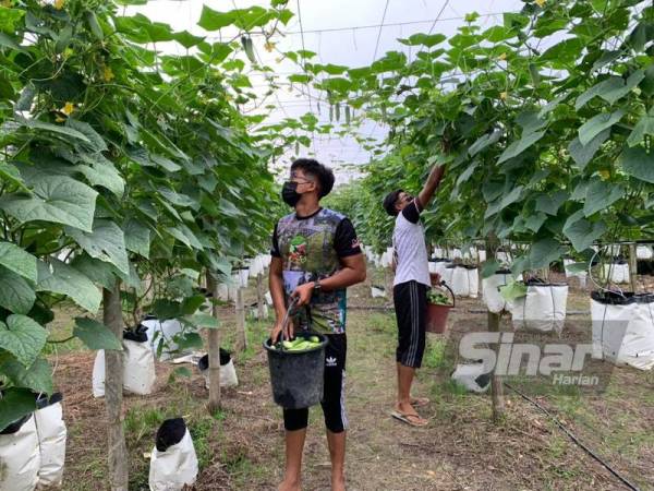 Walaupun berlaku lambakan, namun Mohamad Zulfazli tetap meneruskan tanamannya dari semasa ke semasa.