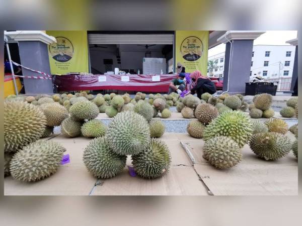 500kg durian habis diagihkan secara pandu lalu dalam tempoh setengah jam.