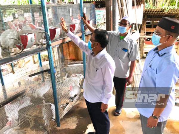 Timbalan Menteri Pertanian dan Industri Makanan (MAFI) II, Datuk Che Abdullah Mat Nawi (kiri) dan Ahli Dewan Undangan Negeri (ADUN) Wakaf Bharu, Mohd Rusli Abdullah (kanan) yang melawat ke Projek Ternakan Arnab milik Ismail Jusoh, 56, (tengah) di Kampung Lambor, Wakaf Bharu, Tumpat, pada Ahad.